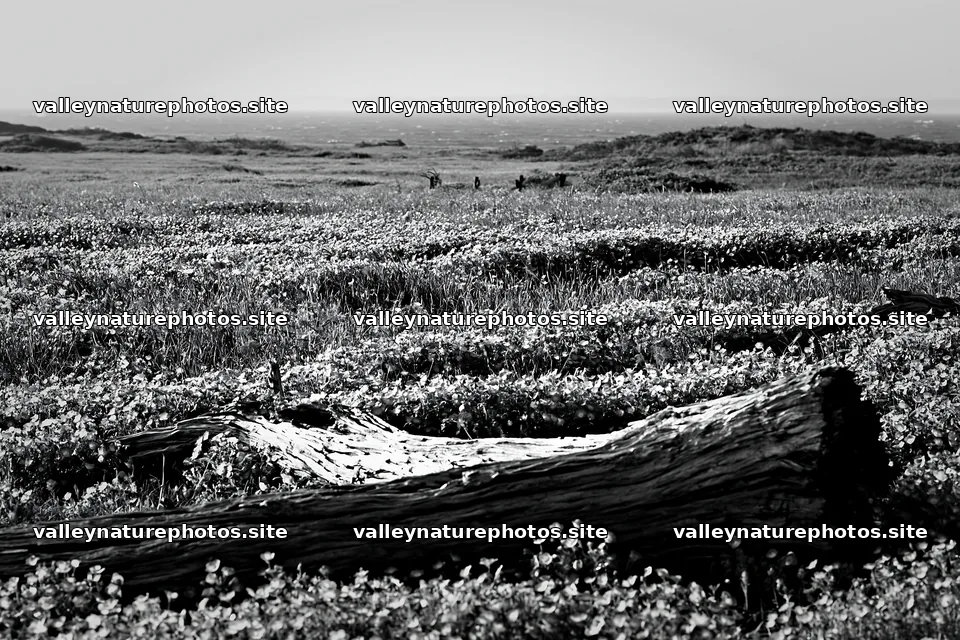 Chiba coastal climate meadow with driftwood in the foreground – nature photography 9722x6480