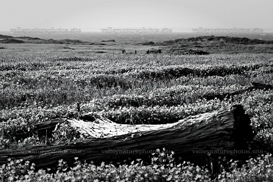 Chiba coastal climate meadow with driftwood in the foreground – nature photography 9722x6480
