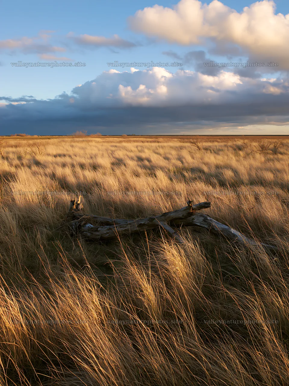Ishikawa coastal meadow with storm washed driftwood – nature photography 6866x9174