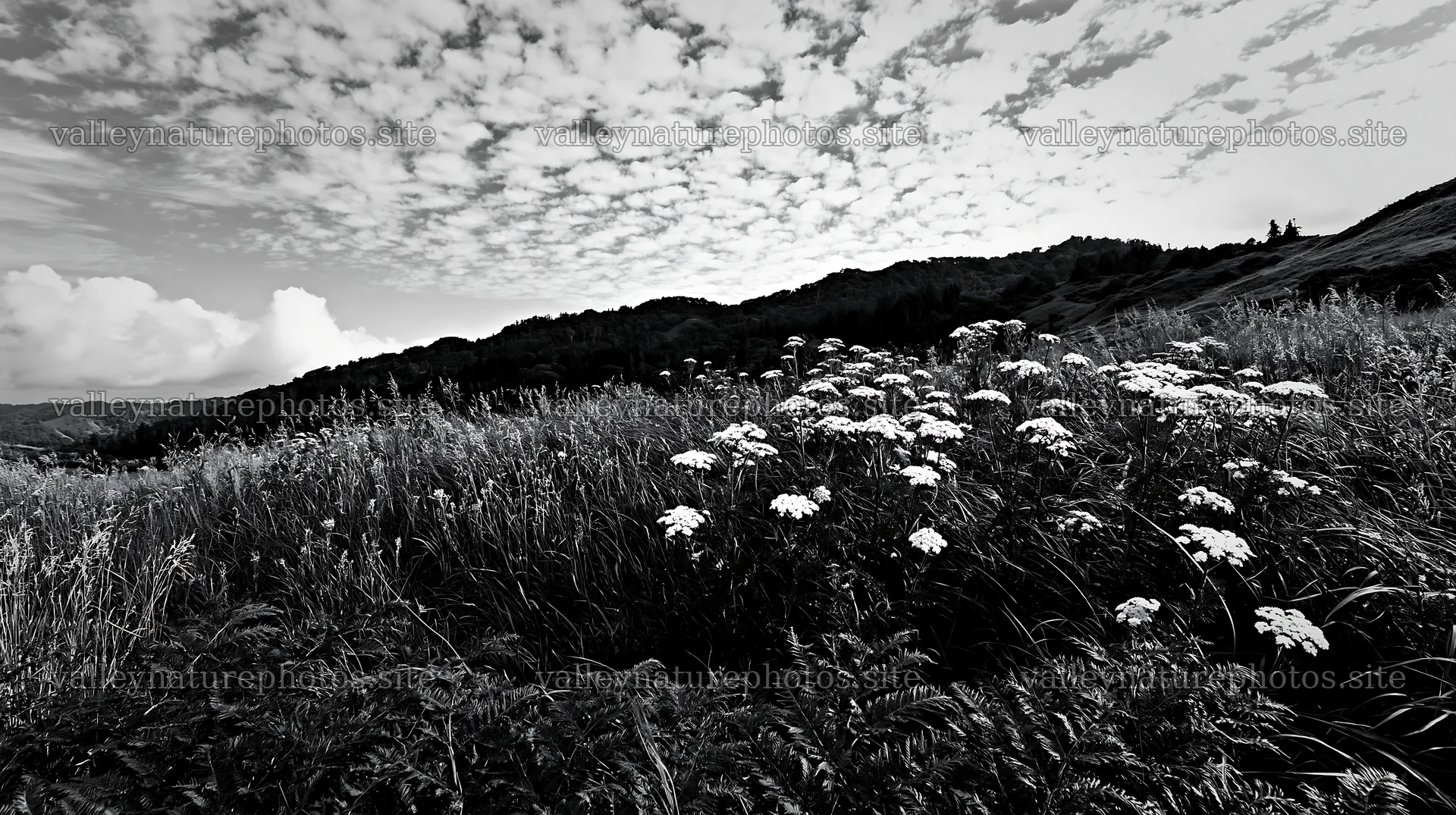 Fern frond and meadow flowers in Tokushima – nature photography 10608x5938