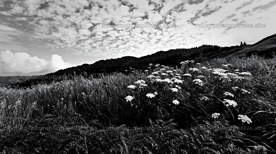 Fern frond and meadow flowers in Tokushima – nature photography 10608x5938