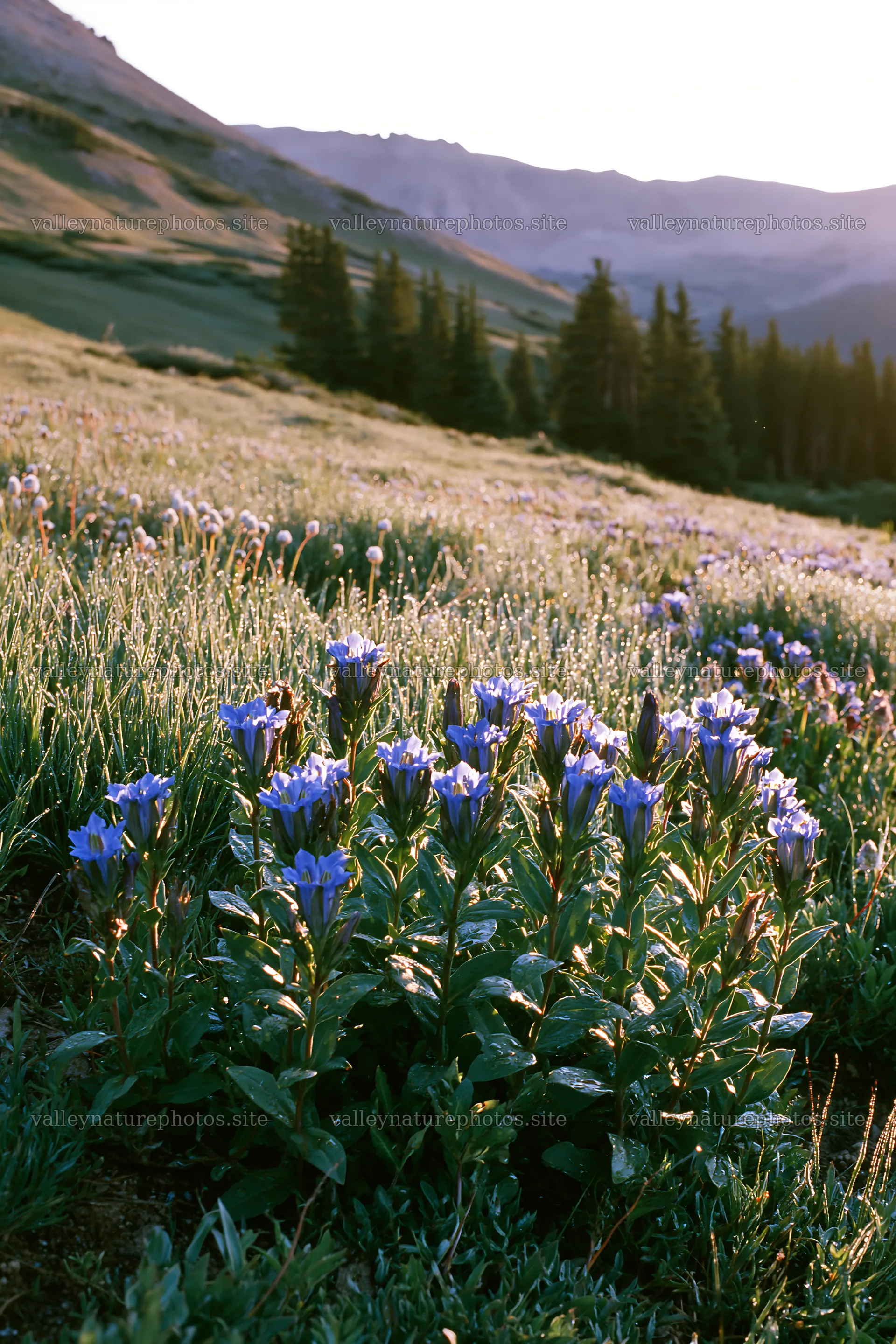 Silver dew on flowers in a meadow during sunset – nature photography 6480x9722