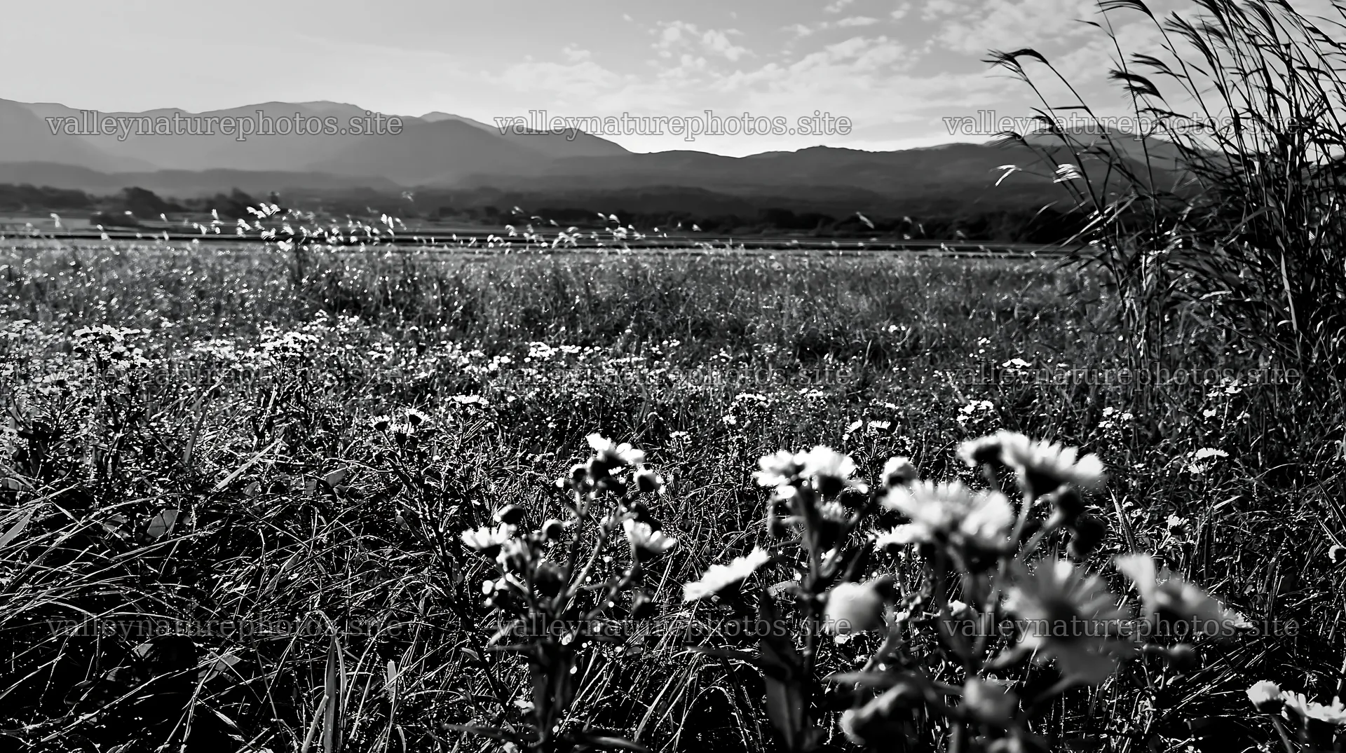 Niigata floodplain restoration meadow dew foreground – nature photography 10608x5938