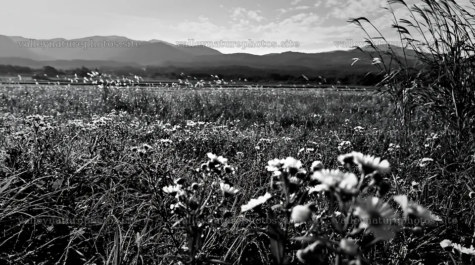 Niigata floodplain restoration meadow dew foreground – nature photography 10608x5938