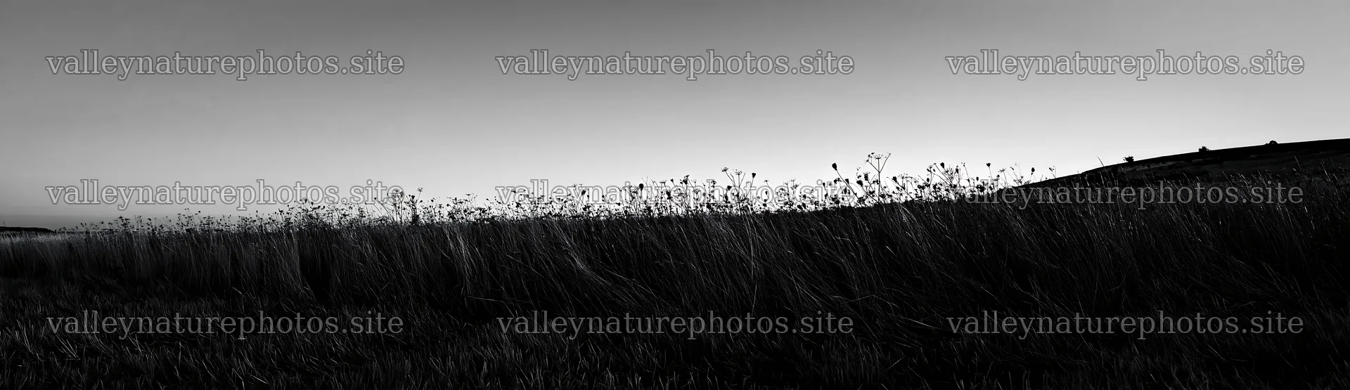 Meadow with seedheads under a clear sky – nature photography 14762x4268