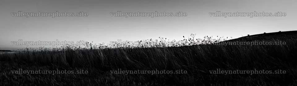 Meadow with seedheads under a clear sky – nature photography 14762x4268