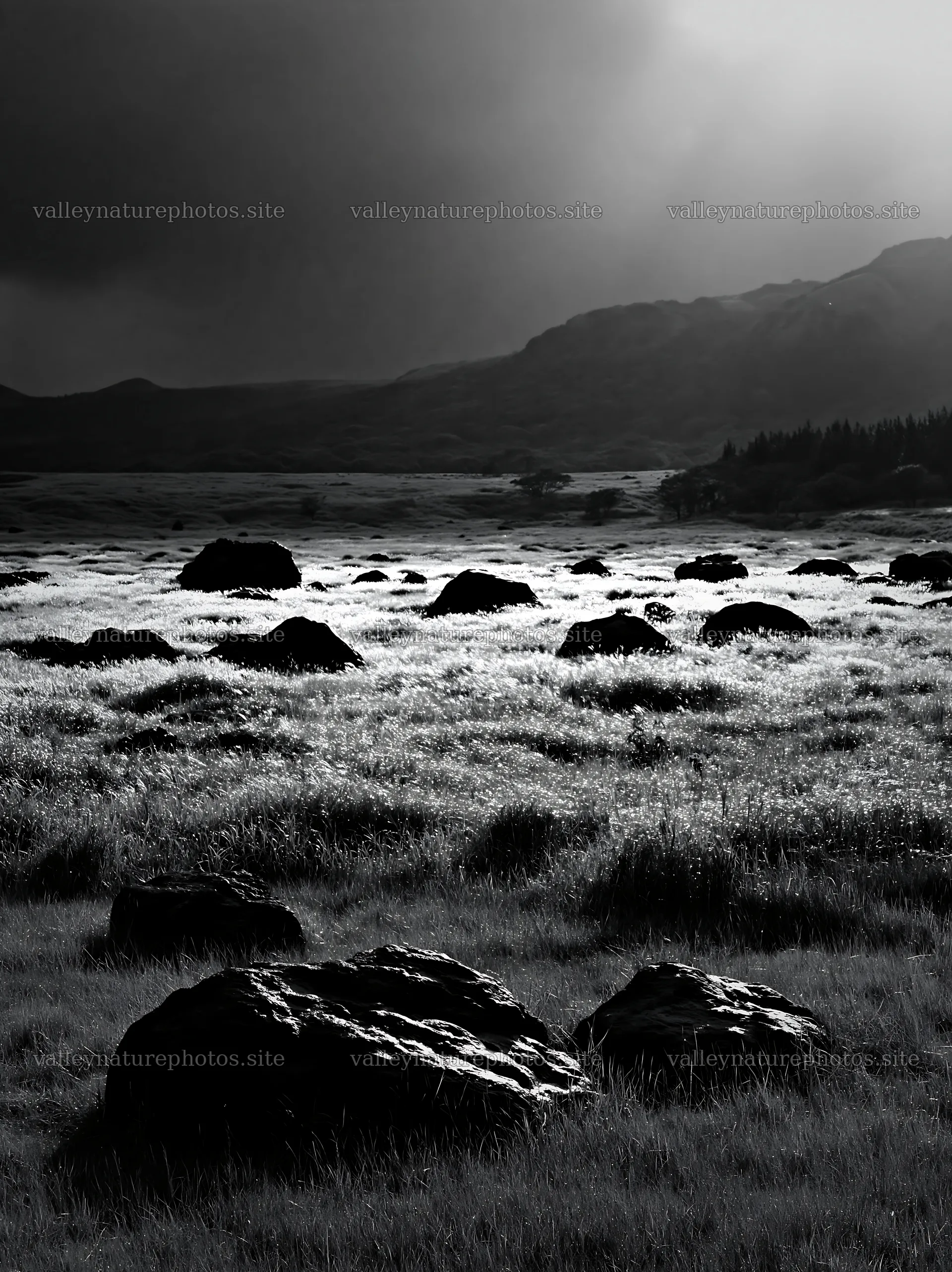 Restored Kumamoto silver grass meadow with boulders – nature photography 6866x9174