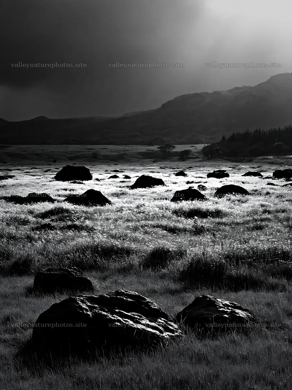 Restored Kumamoto silver grass meadow with boulders – nature photography 6866x9174