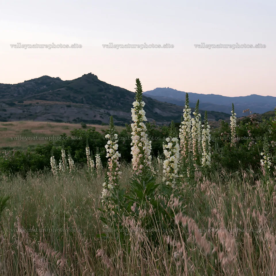 Night-blooming meadow with flowers and mountains in the background – nature photography 7938x7938
