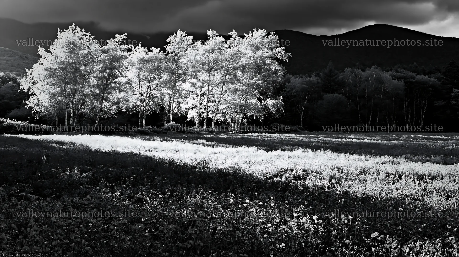 Christmas garlands spanning meadow landscape under cloudy sunbeams – nature photography 10608x5938