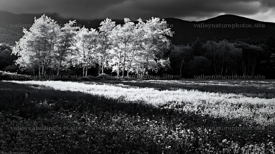 Christmas garlands spanning meadow landscape under cloudy sunbeams – nature photography 10608x5938