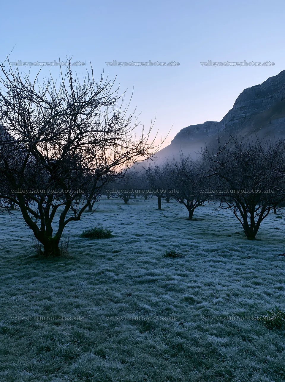Frosty morning in a valley apple meadow with trees – nature photography 6866x9174