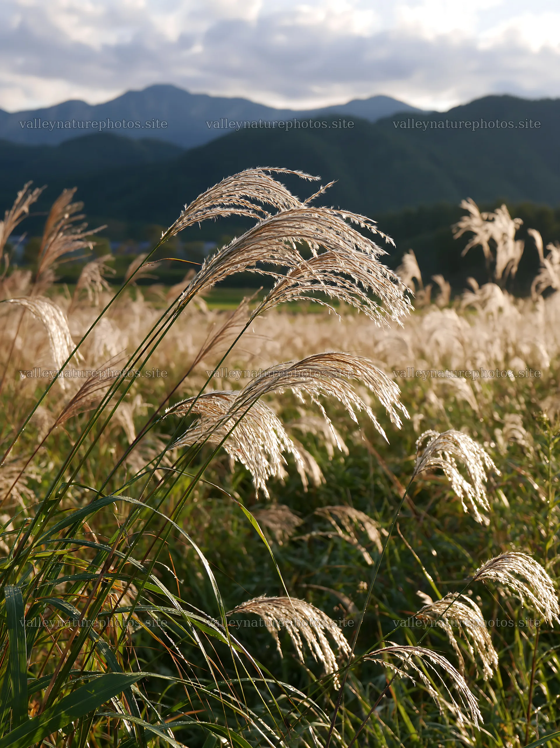 Meadow seedheads in Iwate after rain – nature photography 6866x9174
