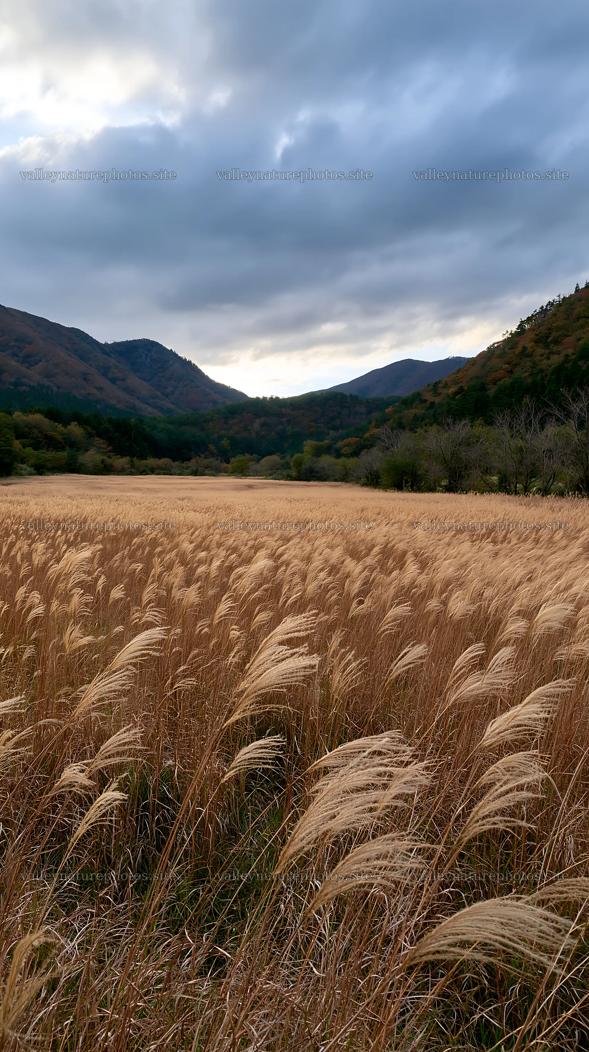 Golden meadow in Okayama with seedhead foreground – nature photography 5938x10608