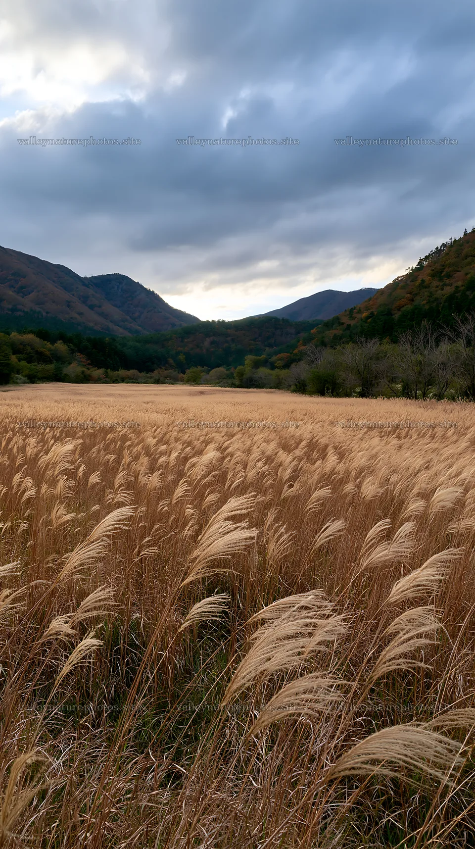 Golden meadow in Okayama with seedhead foreground – nature photography 5938x10608