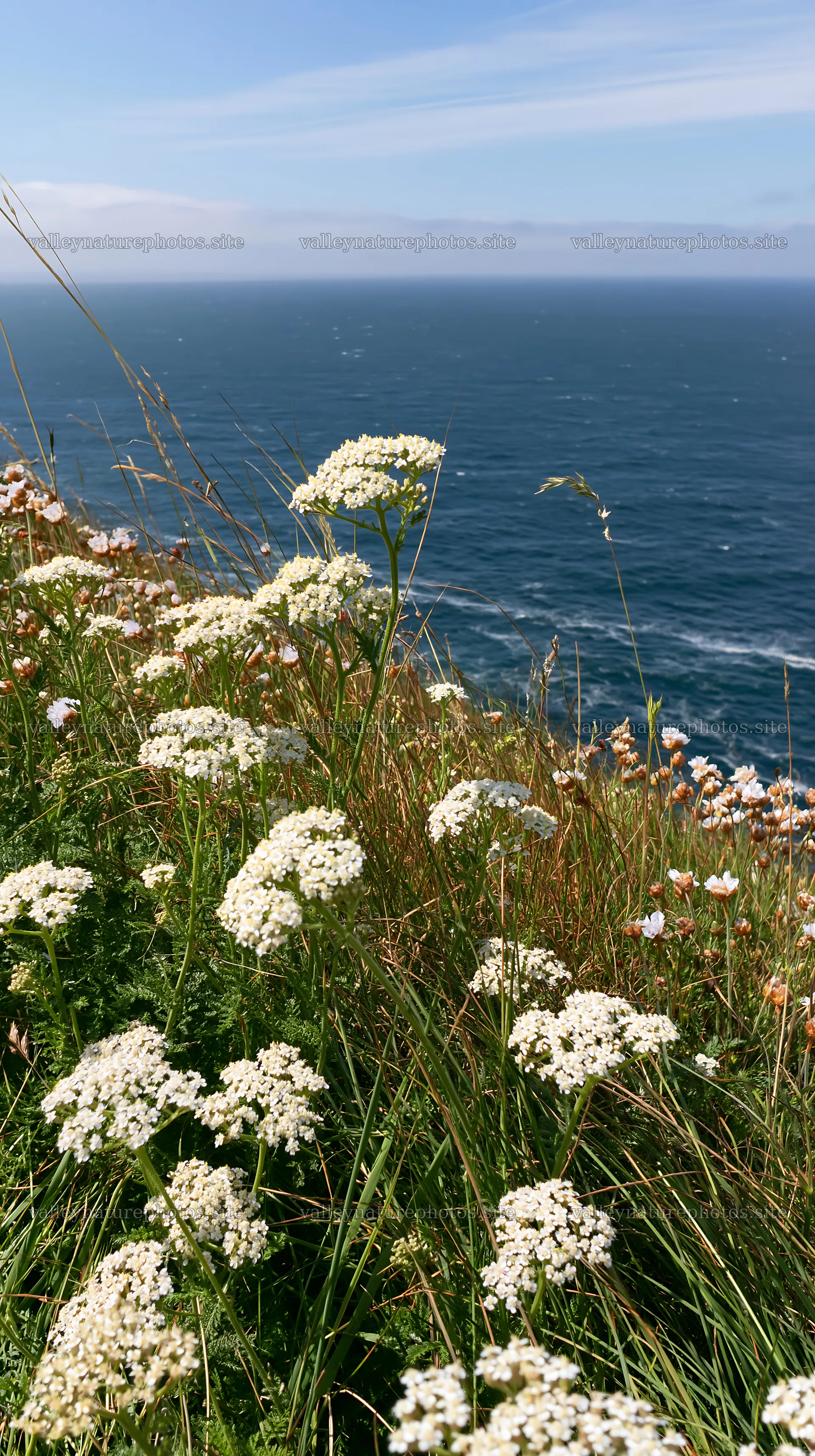 Yarrow meadow bloom near the coast with ocean view – nature photography 5938x10608