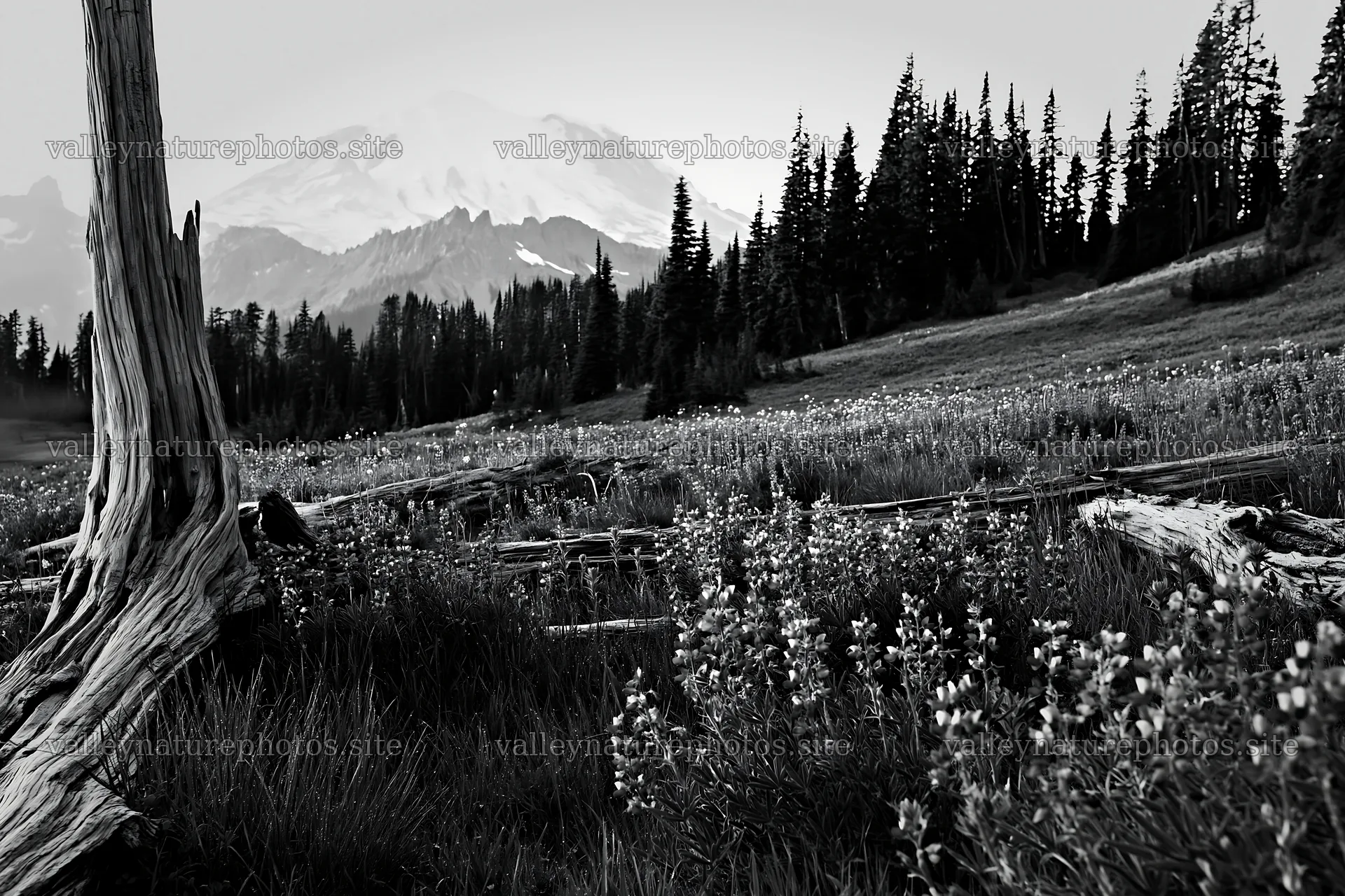 Weathered logs in a meadow with mountains in background – nature photography 9722x6480