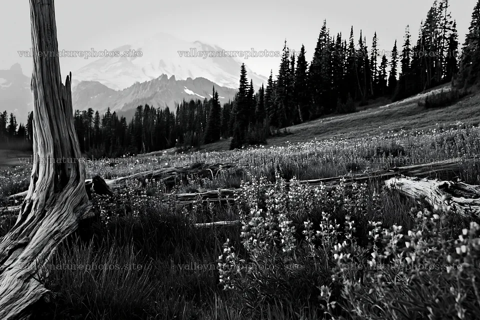 Weathered logs in a meadow with mountains in background – nature photography 9722x6480