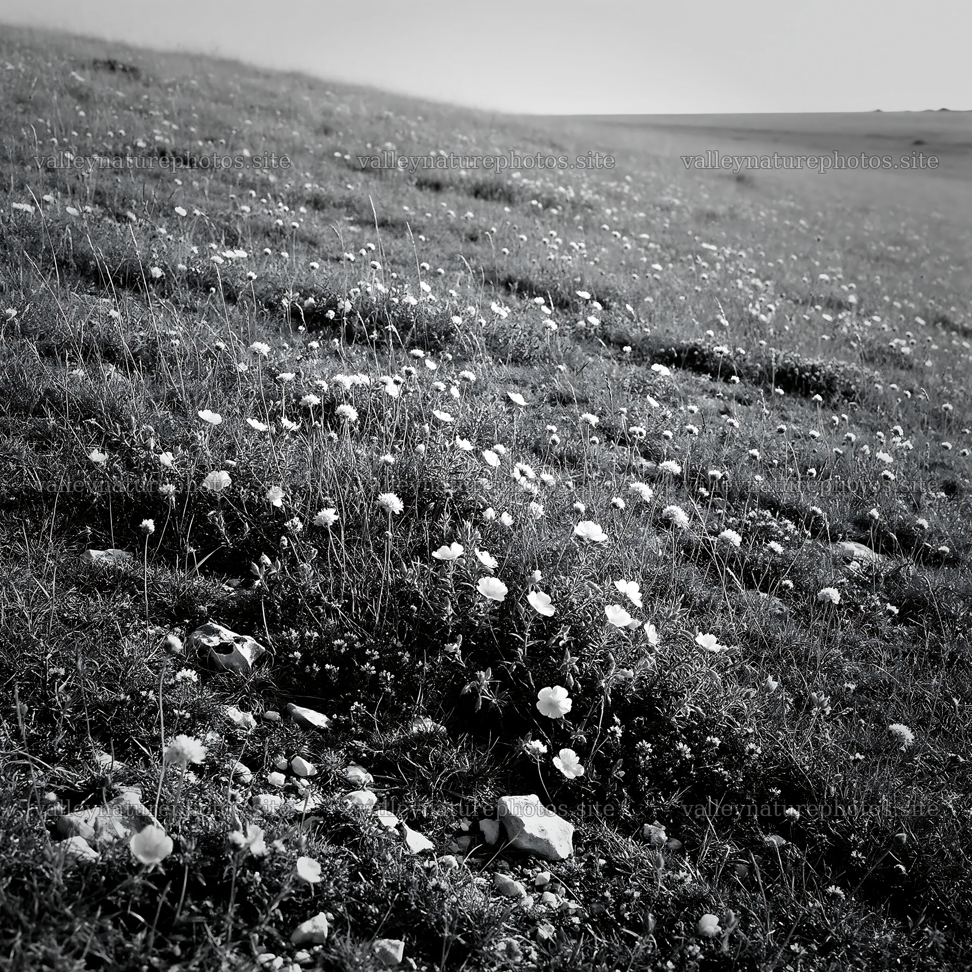 Sunny chalk meadow with flowers on a hillside – nature photography 7938x7938