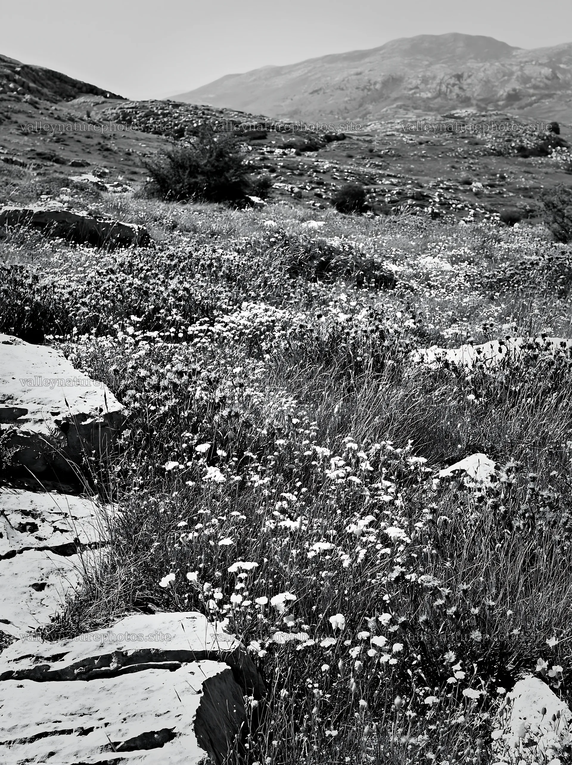 Sunny limestone meadow with wildflowers in the background – nature photography 6866x9174