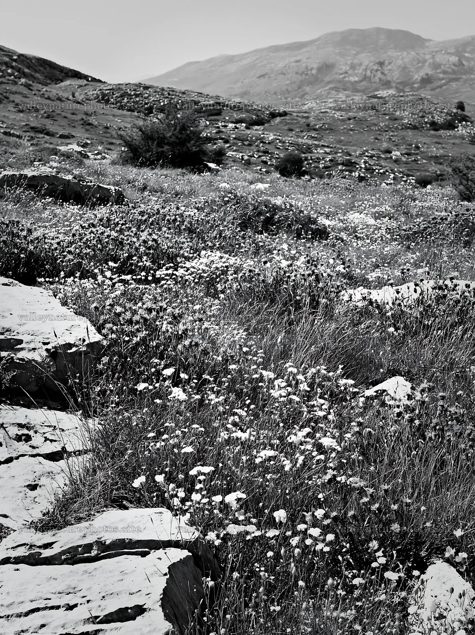 Sunny limestone meadow with wildflowers in the background – nature photography 6866x9174