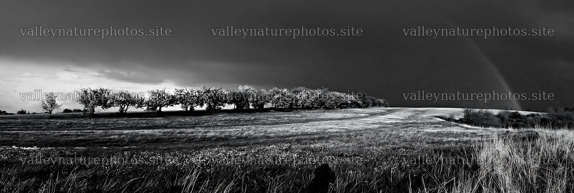 Spring orchard meadow with trees under gray sky – nature photography 13690x4602