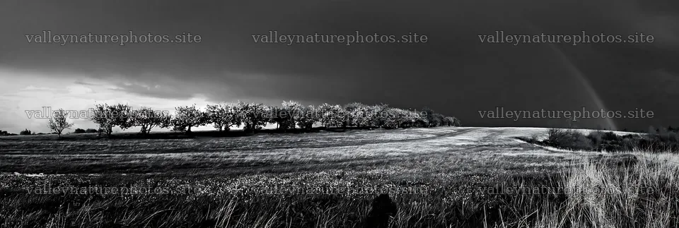 Spring orchard meadow with trees under gray sky – nature photography 13690x4602