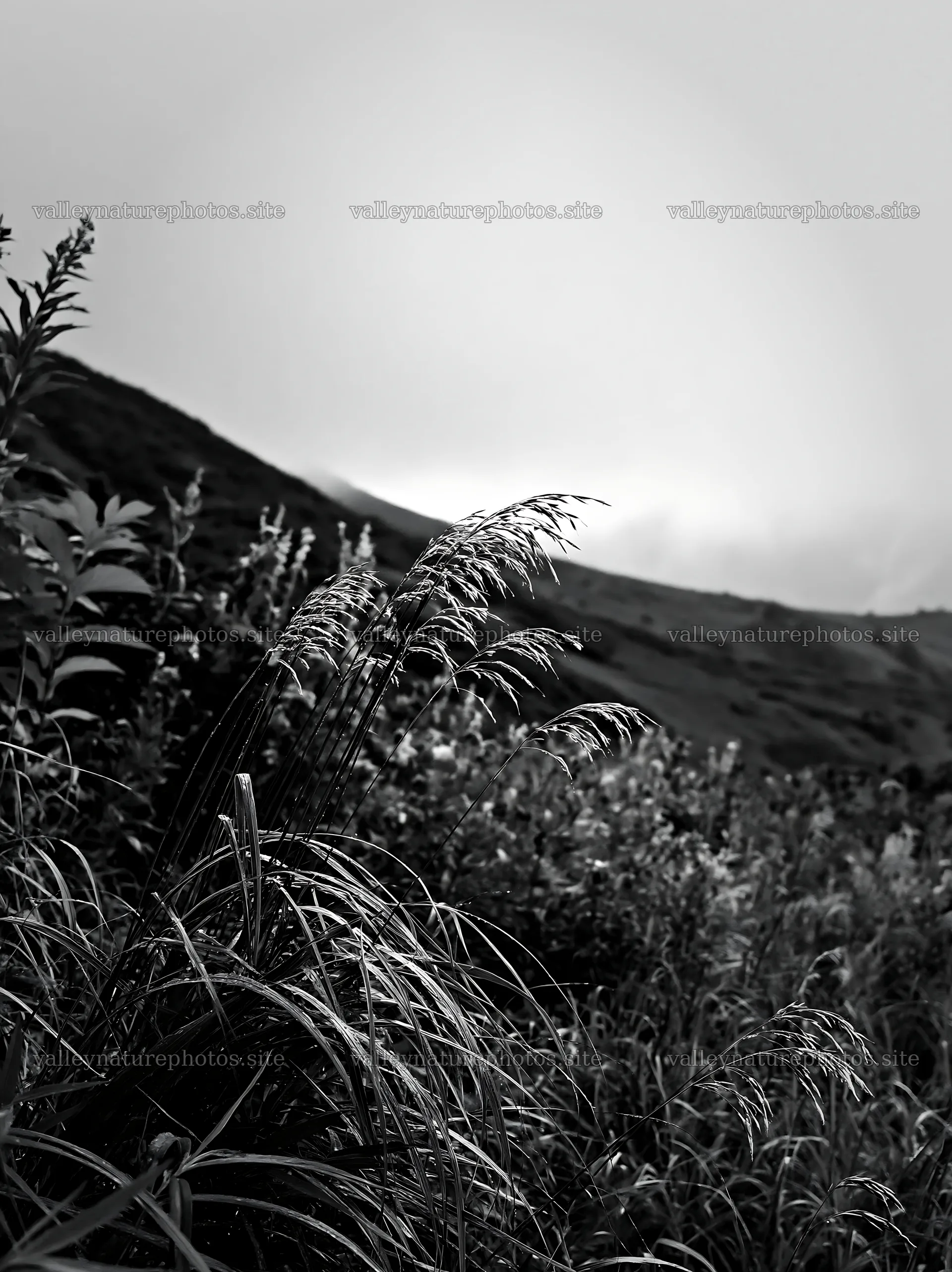 Iwate meadow seedheads with rain effect in black and white – nature photography 6866x9174
