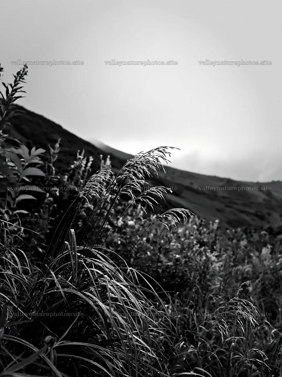 Iwate meadow seedheads with rain effect in black and white – nature photography 6866x9174
