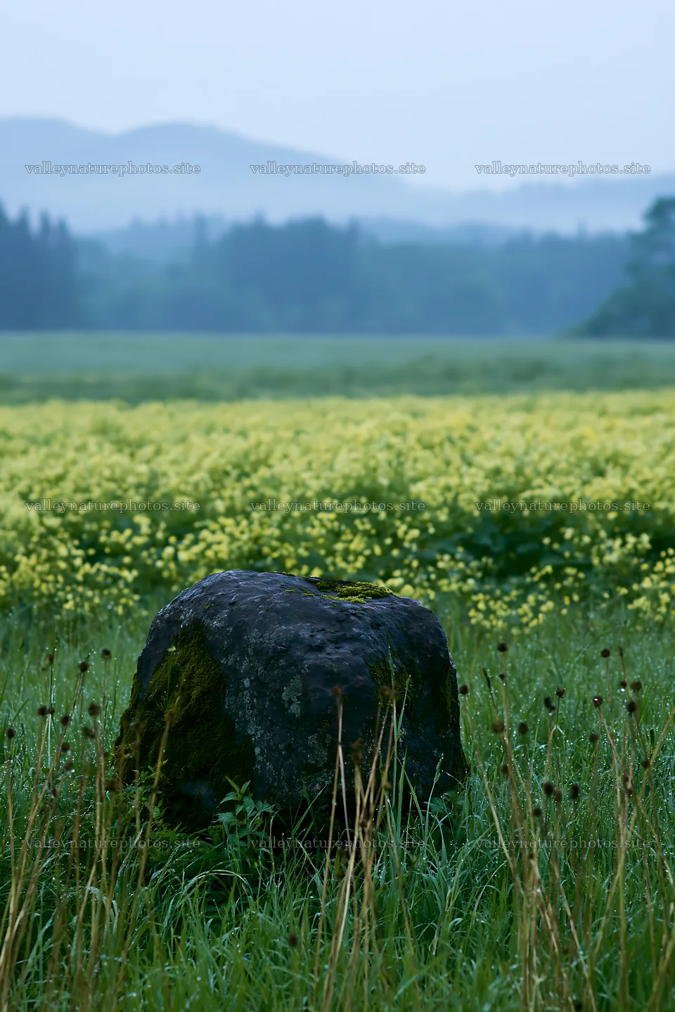 Miyagi spring recovery meadow mossy stone in green landscape – nature photography 6480x9722