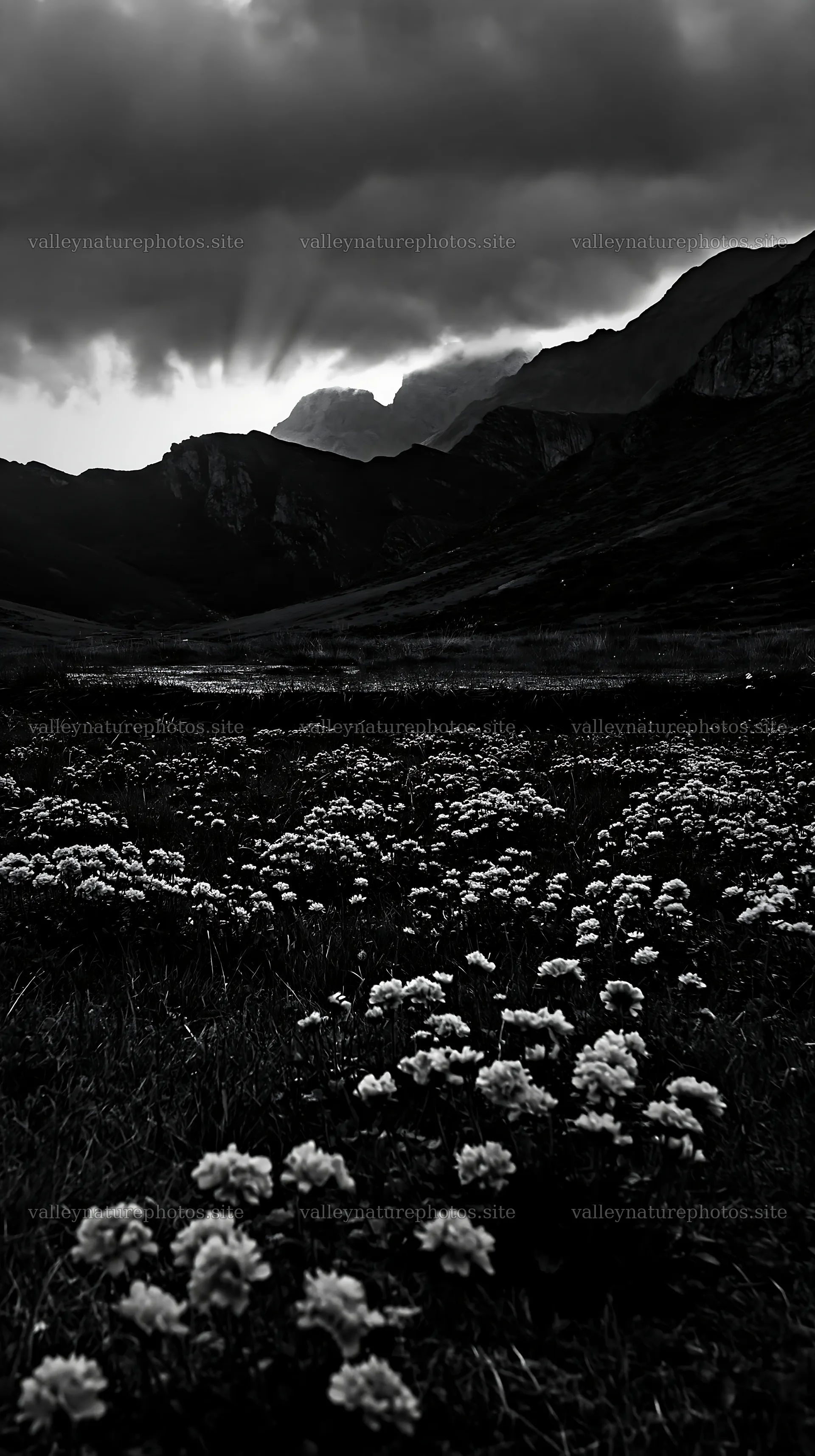 Sunrays over Picos de Europa meadow with flowers – nature photography 5938x10608