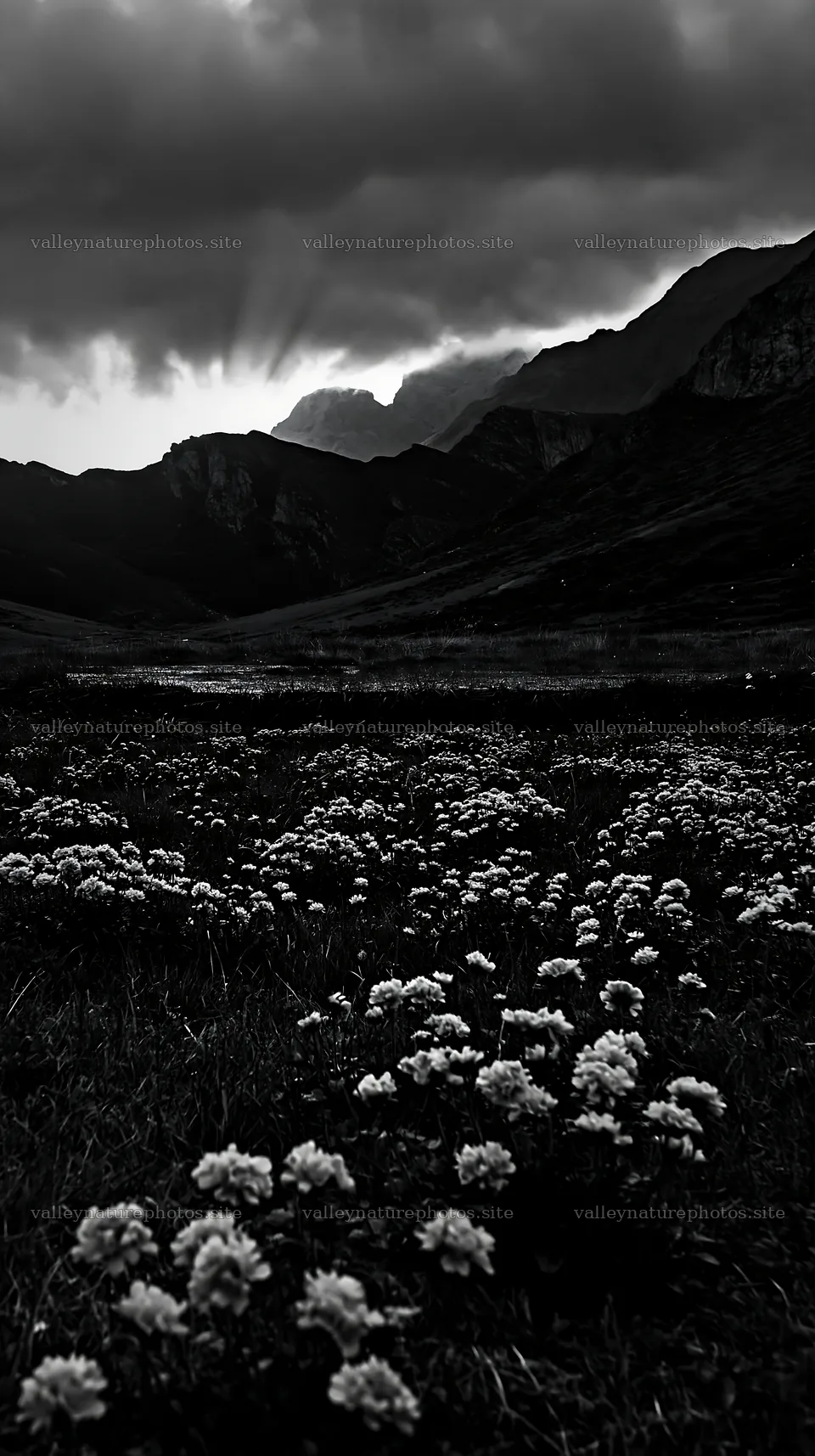 Sunrays over Picos de Europa meadow with flowers – nature photography 5938x10608