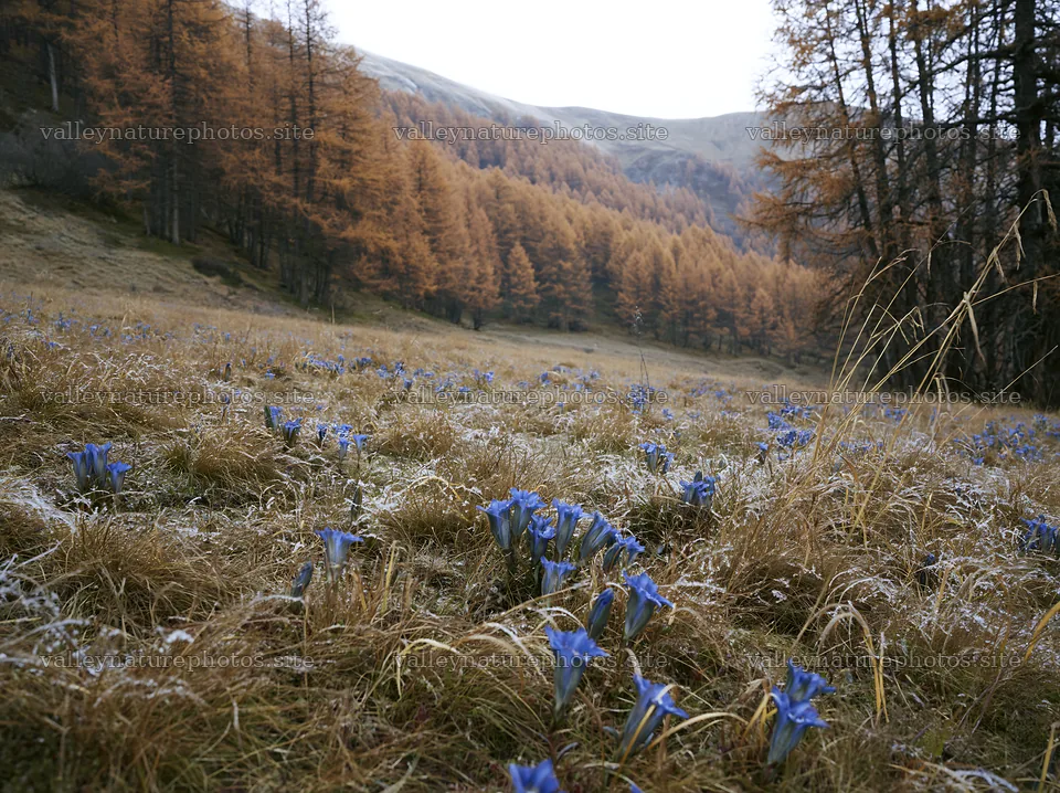 Meadow with blue flowers in wooded valley – nature photography 9174x6866