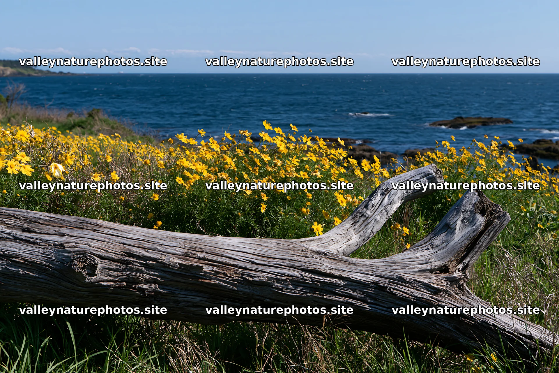 Chiba coastal climate meadow with driftwood and flowers – nature photography 9722x6480