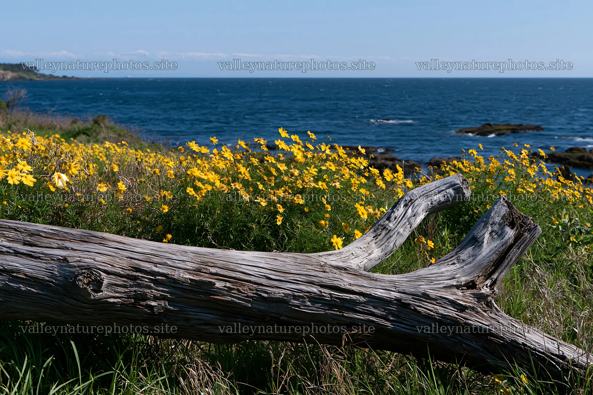 Chiba coastal climate meadow with driftwood and flowers – nature photography 9722x6480