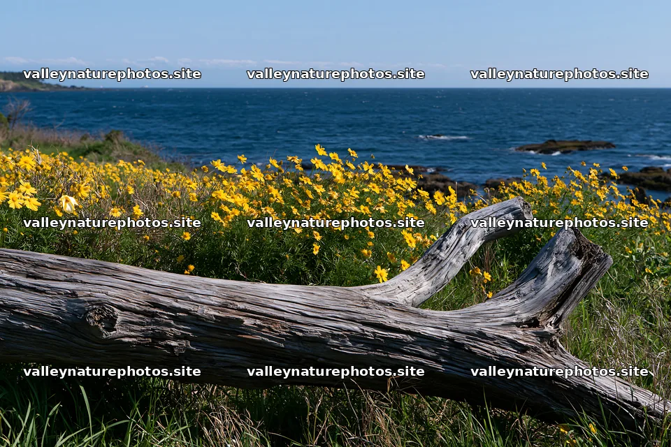 Chiba coastal climate meadow with driftwood and flowers – nature photography 9722x6480