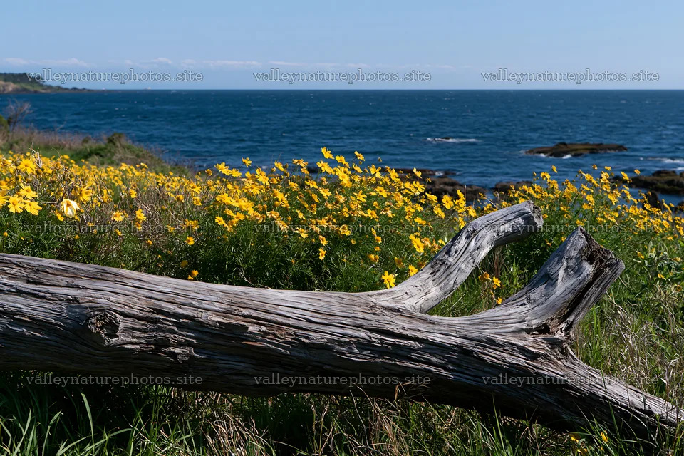 Chiba coastal climate meadow with driftwood and flowers – nature photography 9722x6480