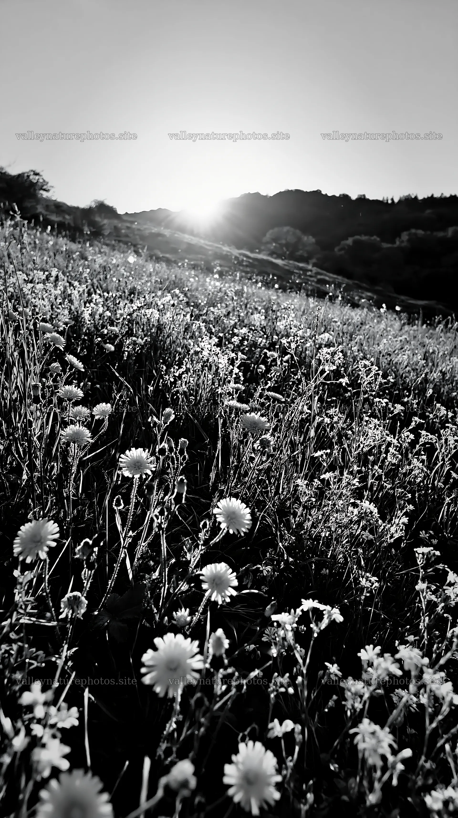 Sunrise over German foothill meadow with wildflowers – nature photography 5938x10608
