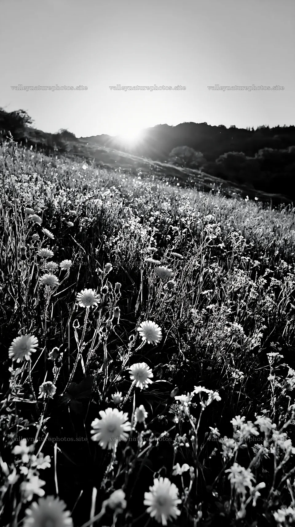Sunrise over German foothill meadow with wildflowers – nature photography 5938x10608