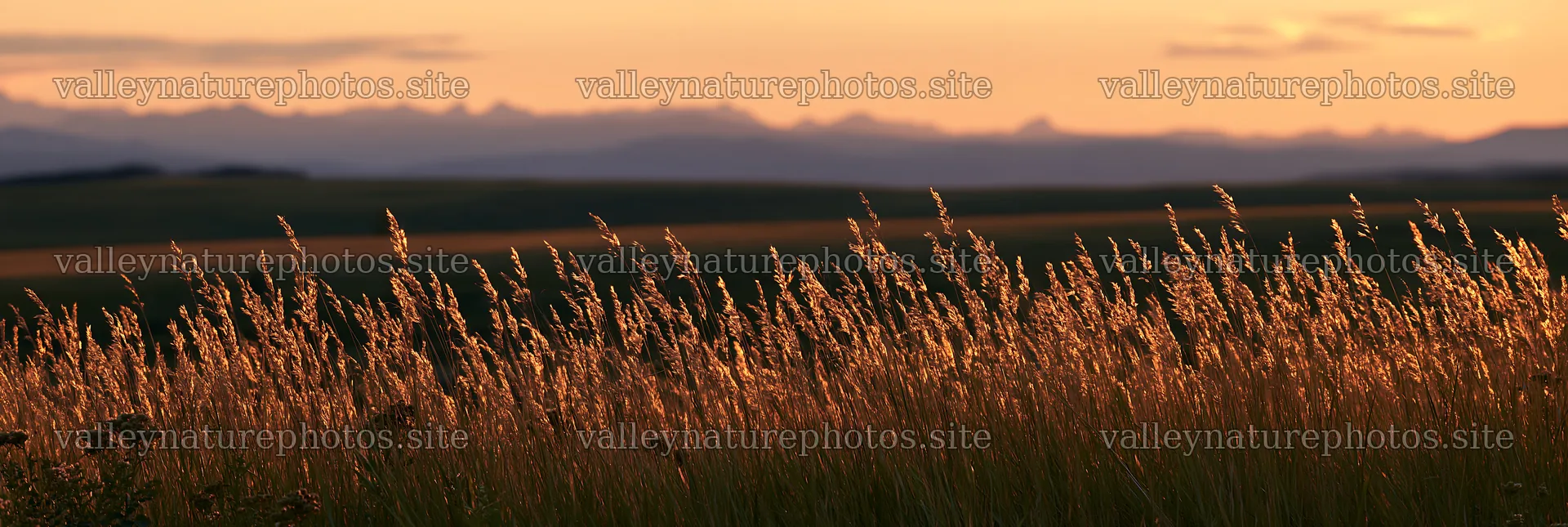 Meadow seedheads backlit at dusk in open landscape – nature photography 13690x4602