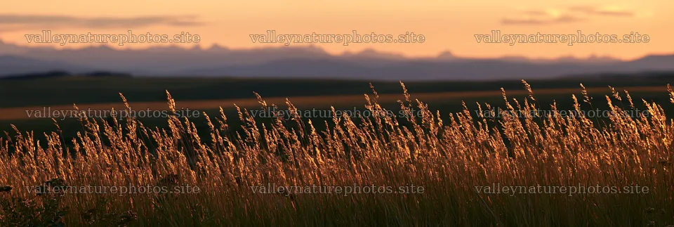Meadow seedheads backlit at dusk in open landscape – nature photography 13690x4602