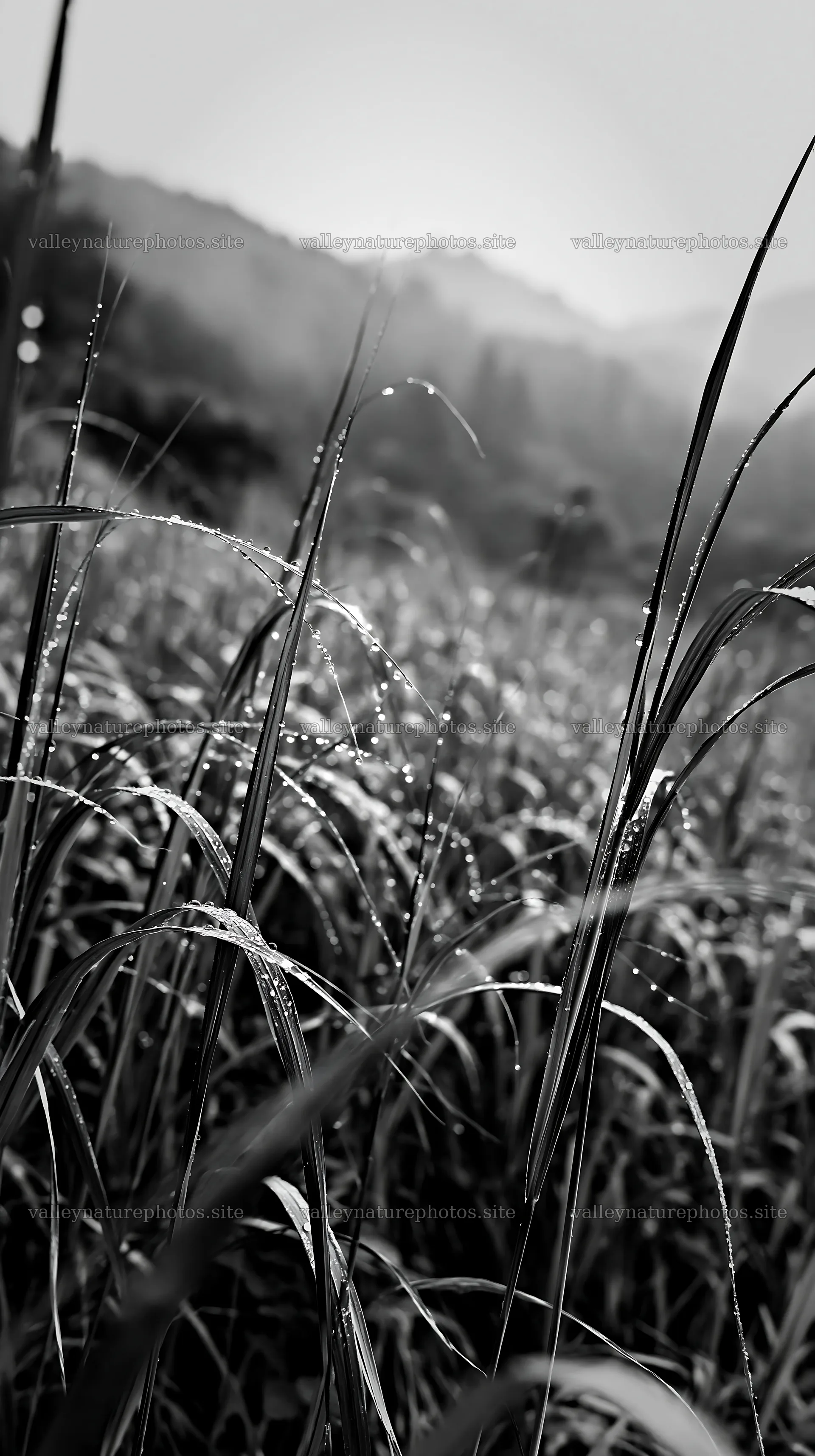 Fukui native grass meadow rain droplets shine in the light – nature photography 5938x10608