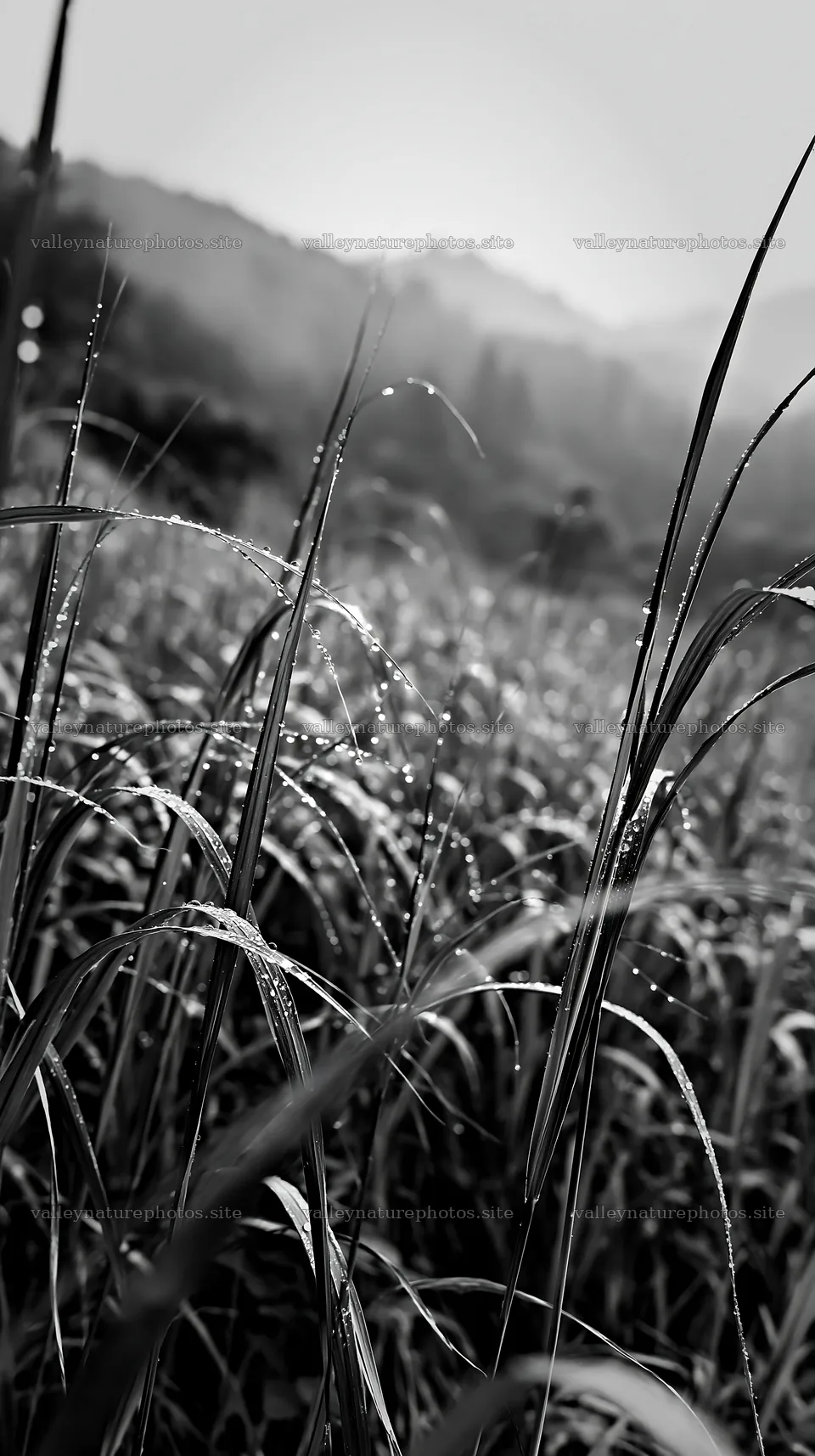 Fukui native grass meadow rain droplets shine in the light – nature photography 5938x10608