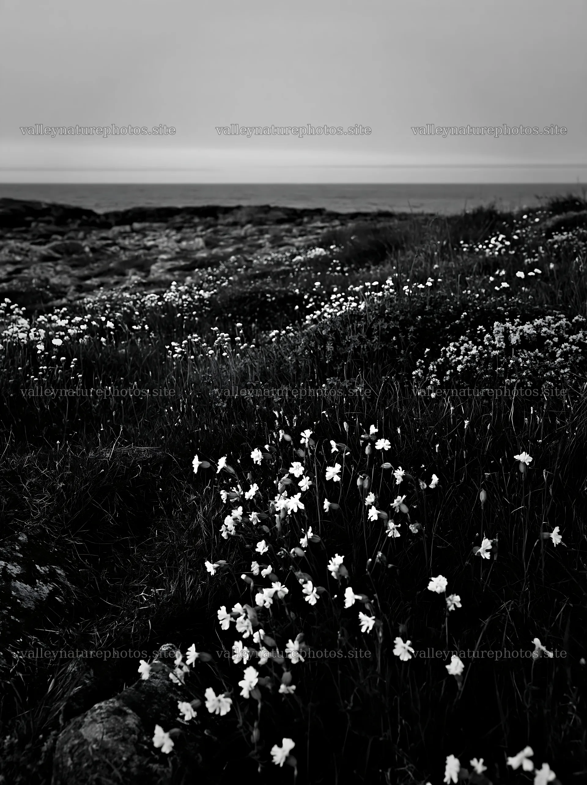 Biodiverse meadow with wildflowers by the coast at dusk – nature photography 6866x9174