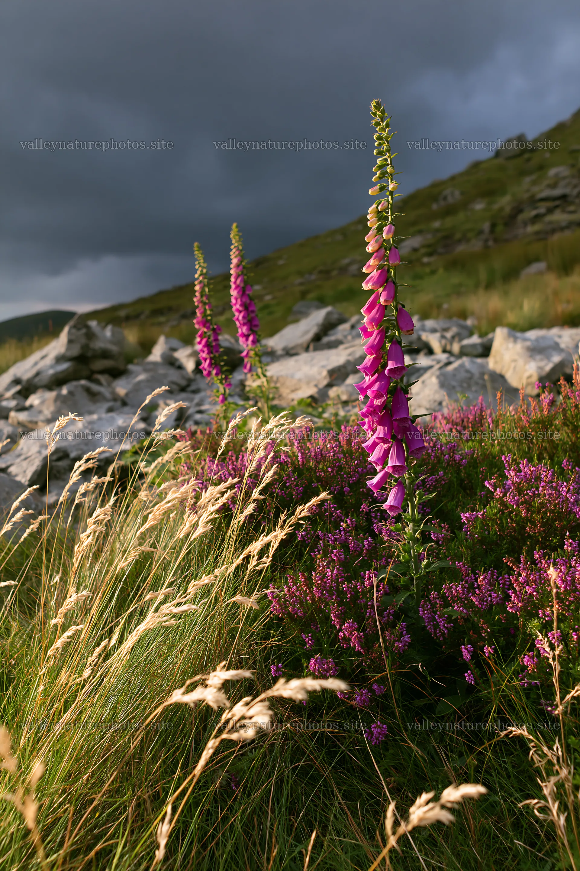 Meadow with boulders and wildflowers under a cloudy sky – nature photography 6480x9722