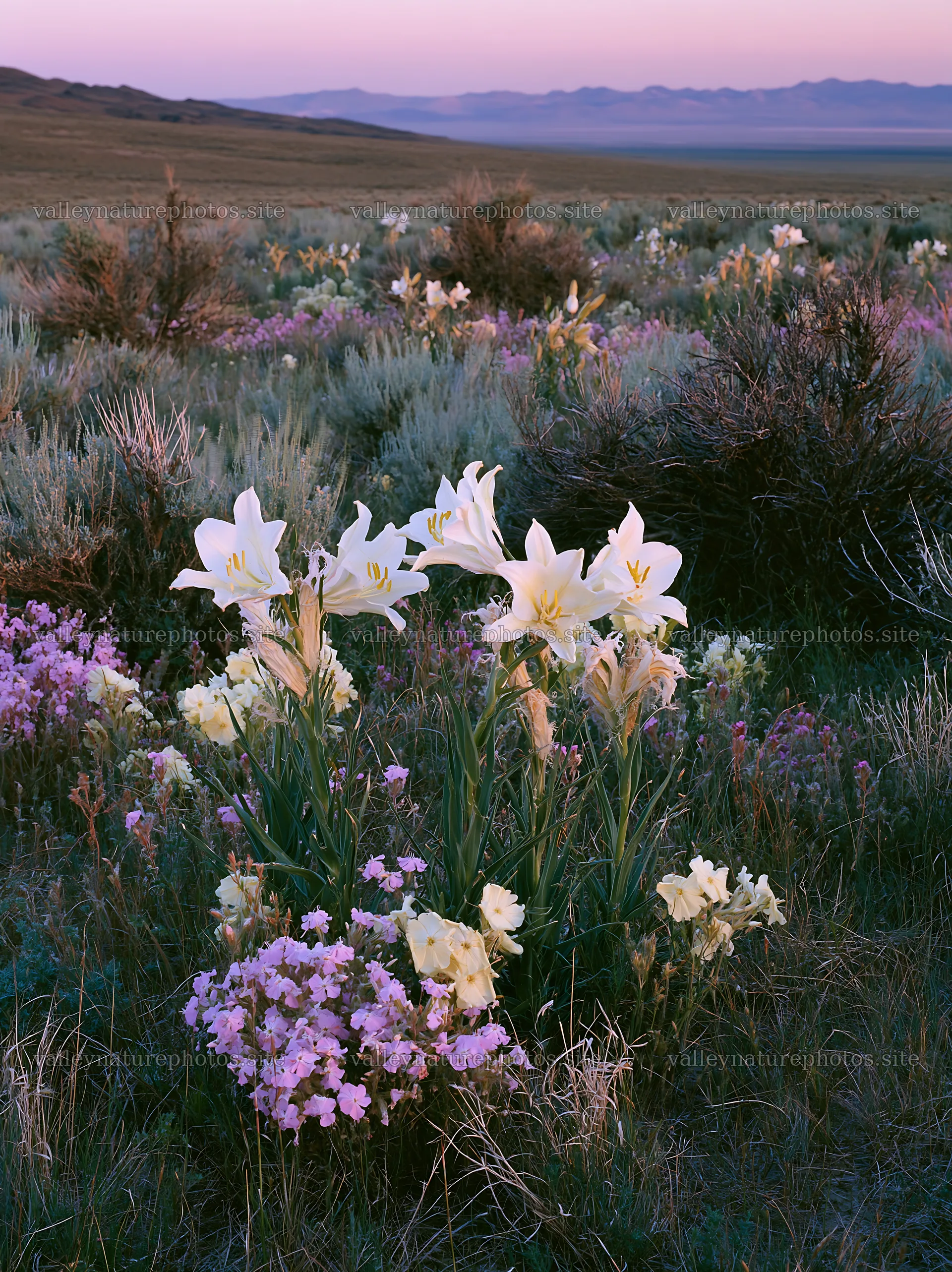 Bright flowers bloom in sagebrush meadow at dusk – nature photography 6866x9174