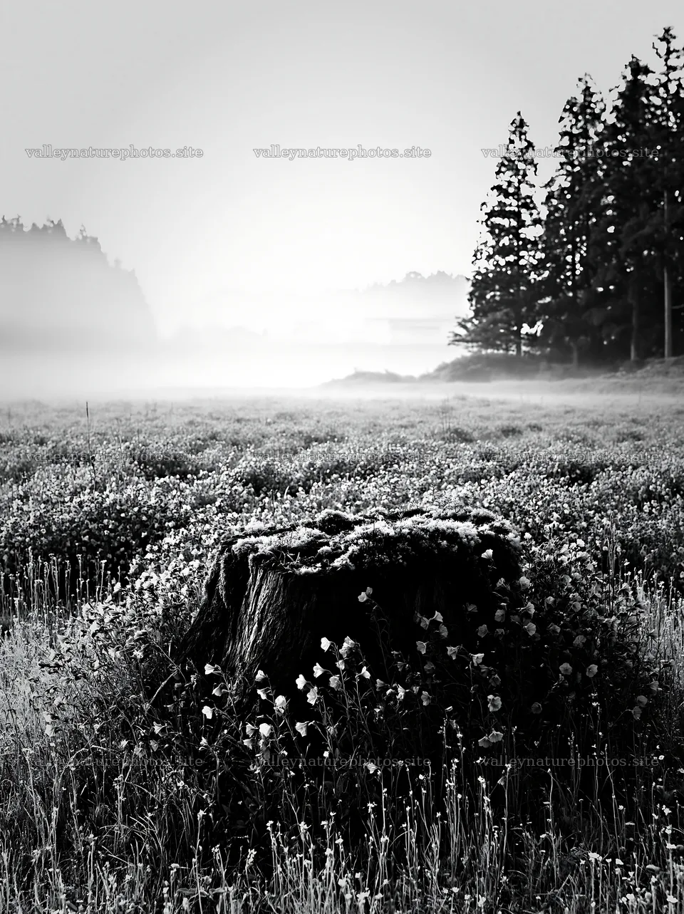 Gifu low carbon meadow mossy log surrounded by flowers – nature photography 6866x9174