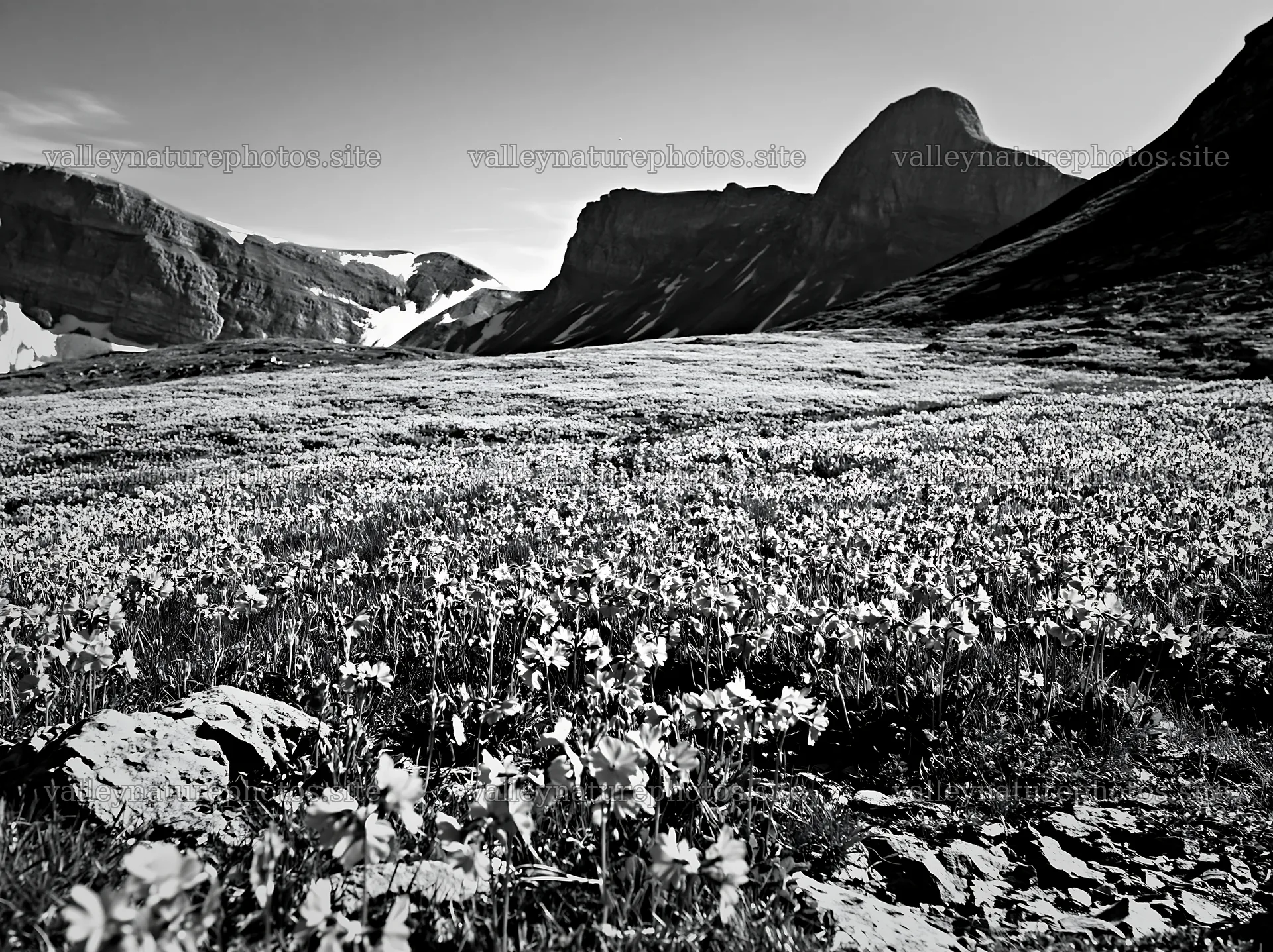 Swiss alpine meadow with flowers and mountains in black and white – nature photography 9174x6866