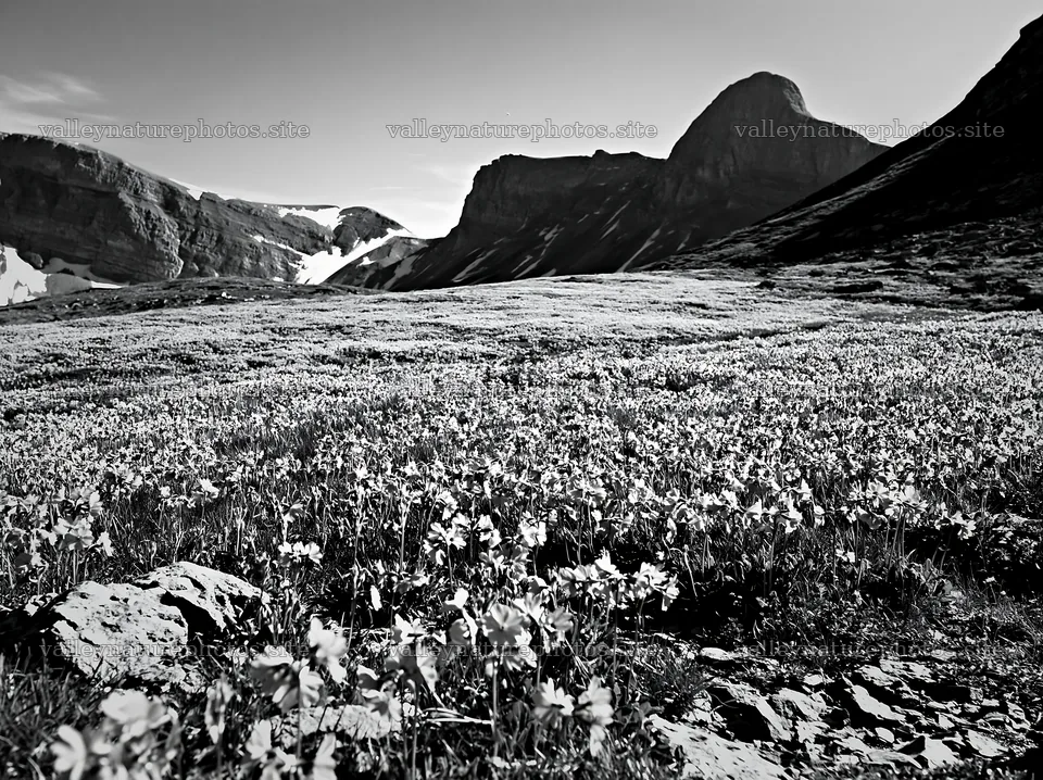Swiss alpine meadow with flowers and mountains in black and white – nature photography 9174x6866