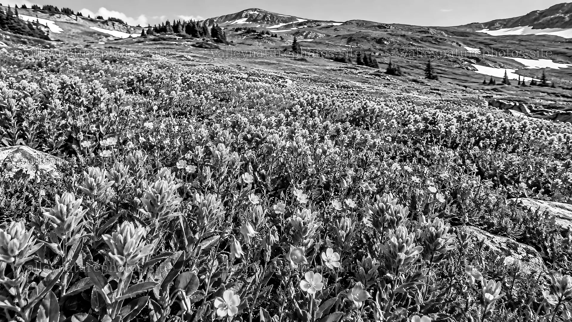Black and White Alpine Wildflower Meadow – nature photography 10324x5812